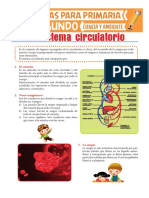 Sistema Circulatorio para Segundo de Primaria