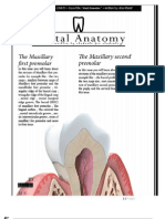 Dental Anatomy Lecture 7