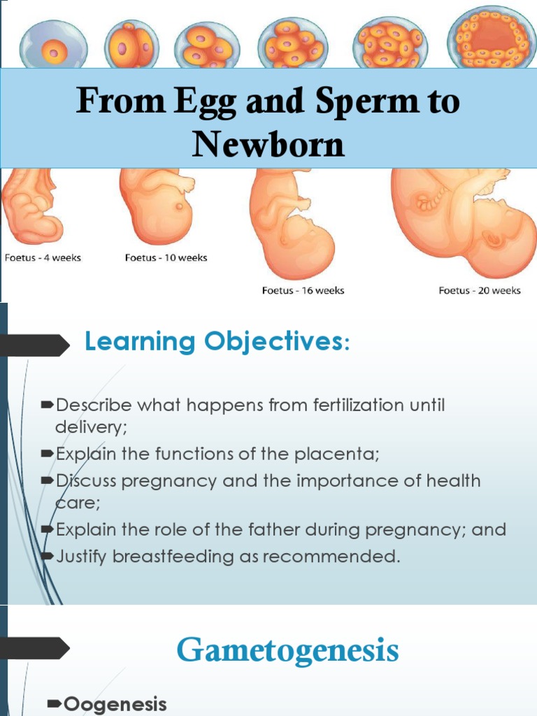 From Fertilization to Newborn Development | PDF | Fertilisation ...