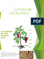 Estructura de Las Plantas