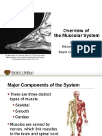 Sistema Muscular