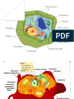 Celula Vegetal y Animal Perro