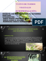 MICROPROPAGACION