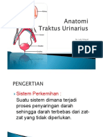 Anatomi Sistem Perkemihan