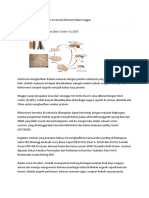 Potensi Besar Maggot Dalam Formulasi Ransum Pakan Unggas