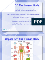 Organs of The Human Body