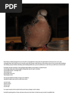 Download tekukur by Mohd Yusni SN52222420 doc pdf