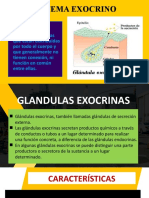 Glandulas Exocr-Wps Office