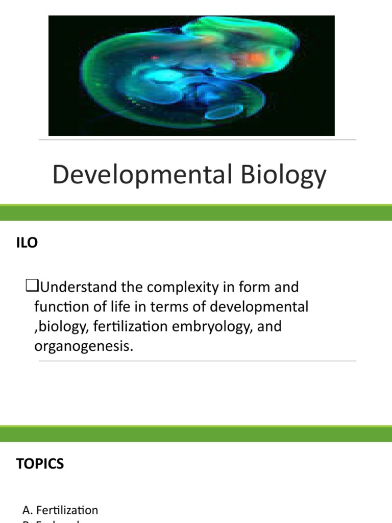 Developmental Biology | PDF | Fertilisation | Ploidy