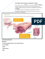 Guía Ciencias Naturales Trabajo Sobre La Absorción y Egestión 5to Básico