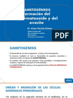 Semana 2, Gametogenesis