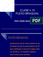 Clase 12 PLEXO BRAQUIAL