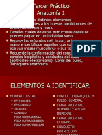 Práctico Nº 3 - 2008 - Brazo, Antebrazo y Mano