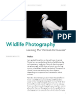 Wildlife Photography 