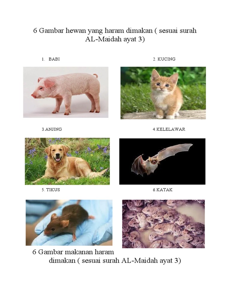 6 Gambar Hewan Yang Haram Dimakan  PDF