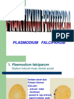 Praktikum - Plasmodium Falciparum