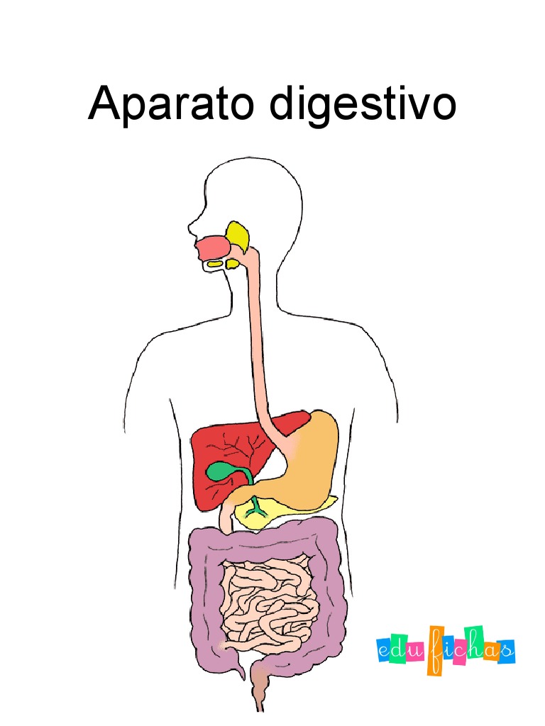 Aparato Digestivo PDF Edufichas | PDF