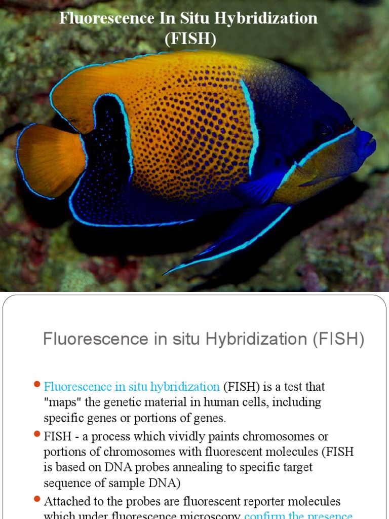FISH Technique: Principles and Procedure | PDF | Fluorescence In Situ ...
