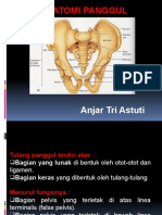 Anatomi Panggul.