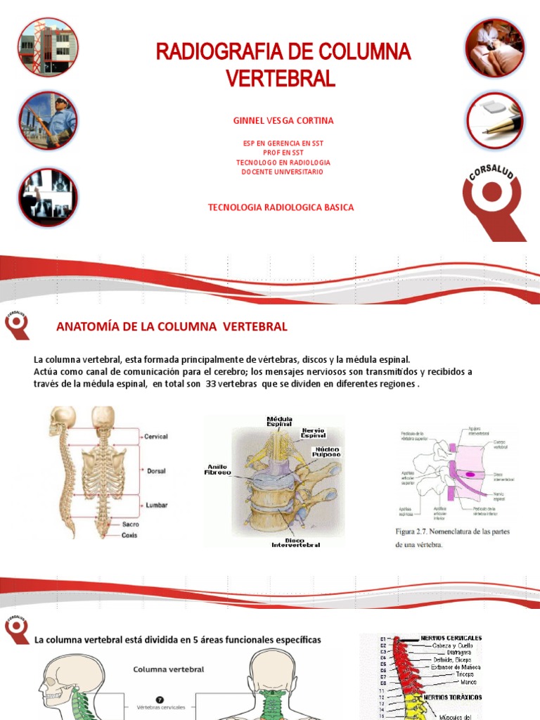 Radiografía de Columna Vertebral Total | PDF | La columna vertebral ...