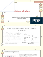 Fosfatasa alcalina: función, características y importancia clínica