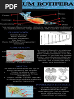 INFOGRAFIAS BLASTOCELOMADOS