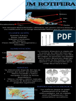 Infografias Blastocelomados