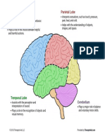 The Human Brain Diagram