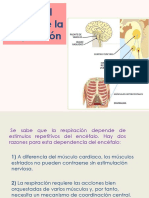 Sistema Respiratorio