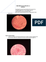 CIRI HISTOLOGI BLOK 1 (Jar - Epitel)