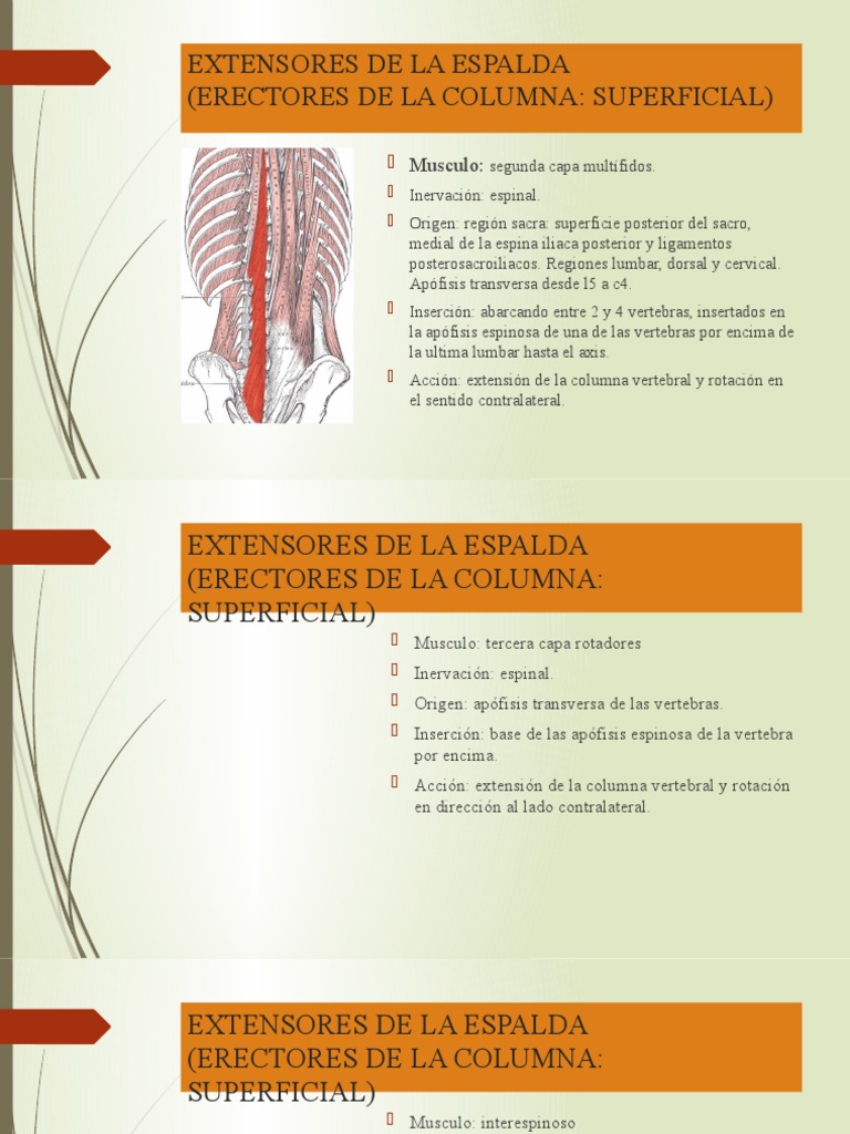 Extensores de La Espalda | PDF | La columna vertebral | Vértebra