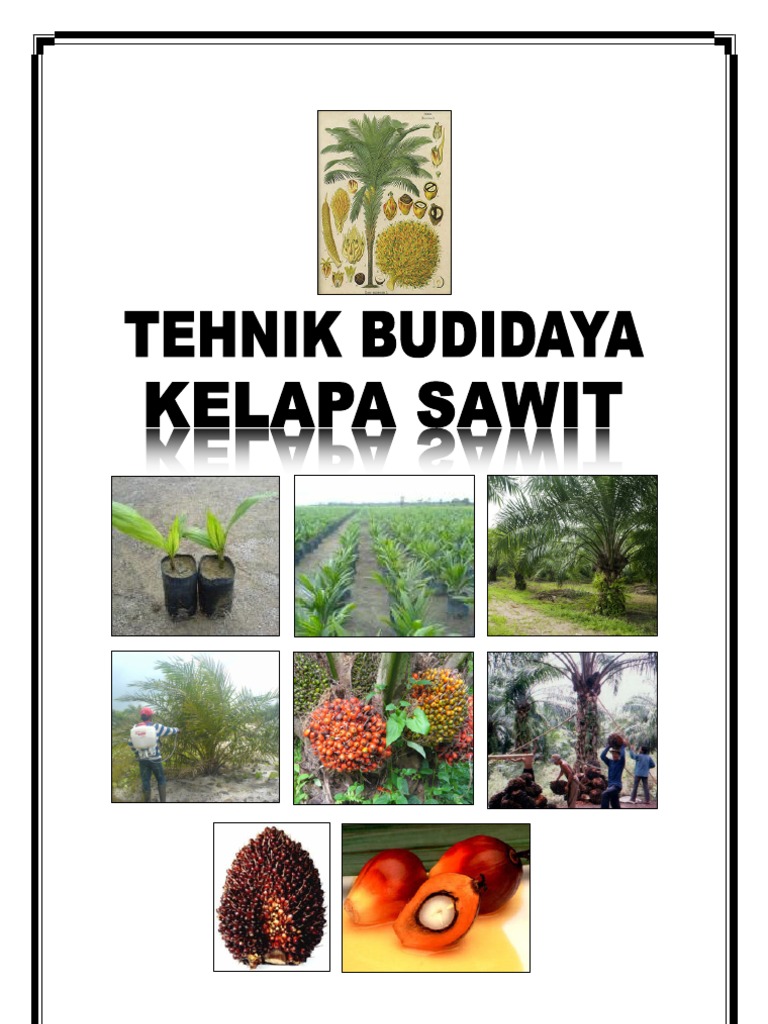 Teknik Budidaya Kelapa Sawit