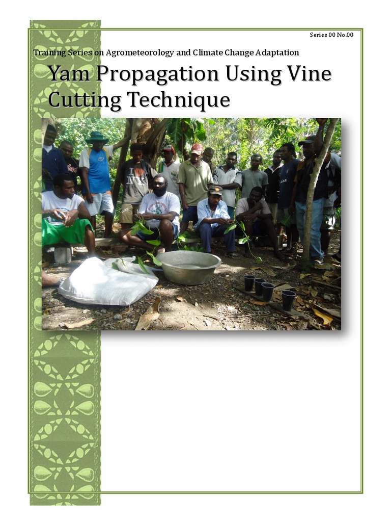 Yam Rapid Propagation Yam Vine Cutting Method PDF Plant Nursery