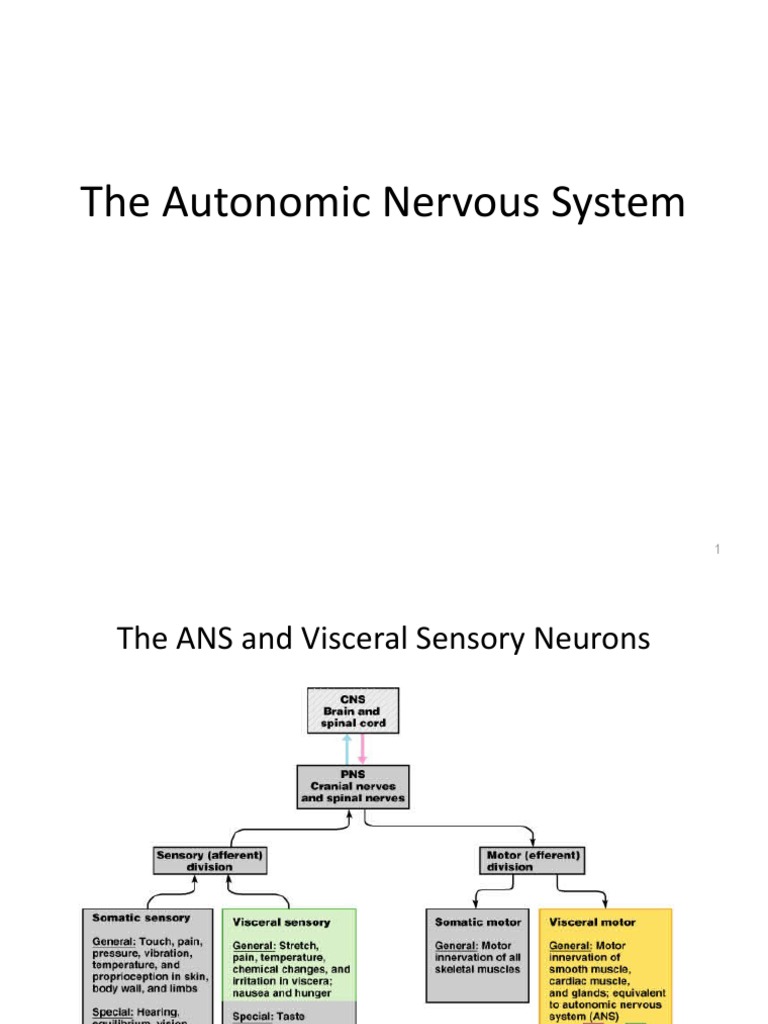 Autonomic Nervous System | Download Free PDF | Autonomic Nervous System ...