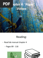 Chapter 4: Algae': Volvox