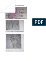 Catatan Sendiri Histologi Blok 7