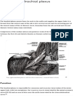 Brachial Plexus