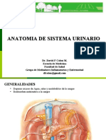 anatomiadelsistemaurinarioygenitalesmasculinos-121018143442-phpapp01