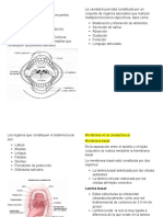 Tipos de Membranas en La Cavidad Bucal