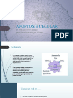 Apoptosis Celular