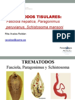 Clase06-Tremátodos Tisulares