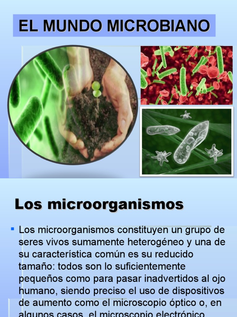 Diversidad y nutrición de microorganismos | PDF | Algas | Las bacterias