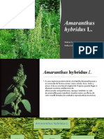 Crecimiento y características de Amaranthus hybridus L