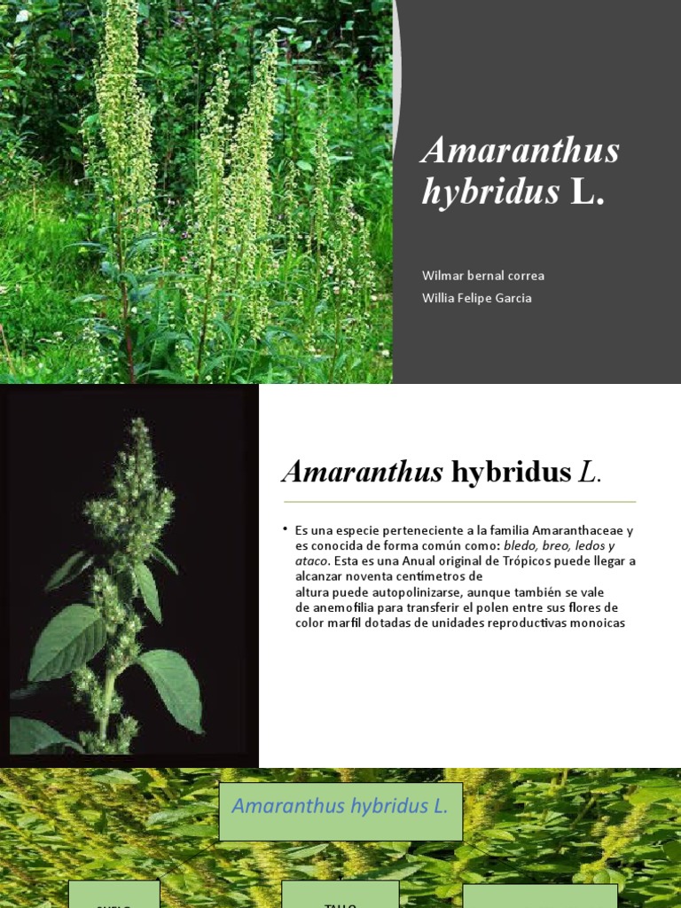 Amaranthus Hybridus L | PDF