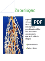 FijacionBiologica Nitrogeno