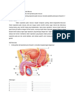 Sistem reproduksi manusia organ fungsi