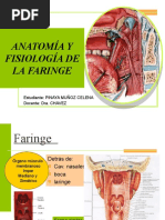 Anatomía de la Laringe y Tráquea | PDF | Laringe | Esófago
