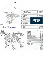 Evi Sopiah - Praktikum Anatomi_.PDF