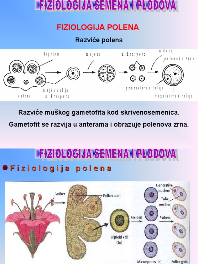Seme | PDF