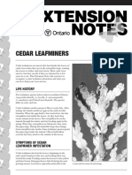 Cedar Leafminers: Life History